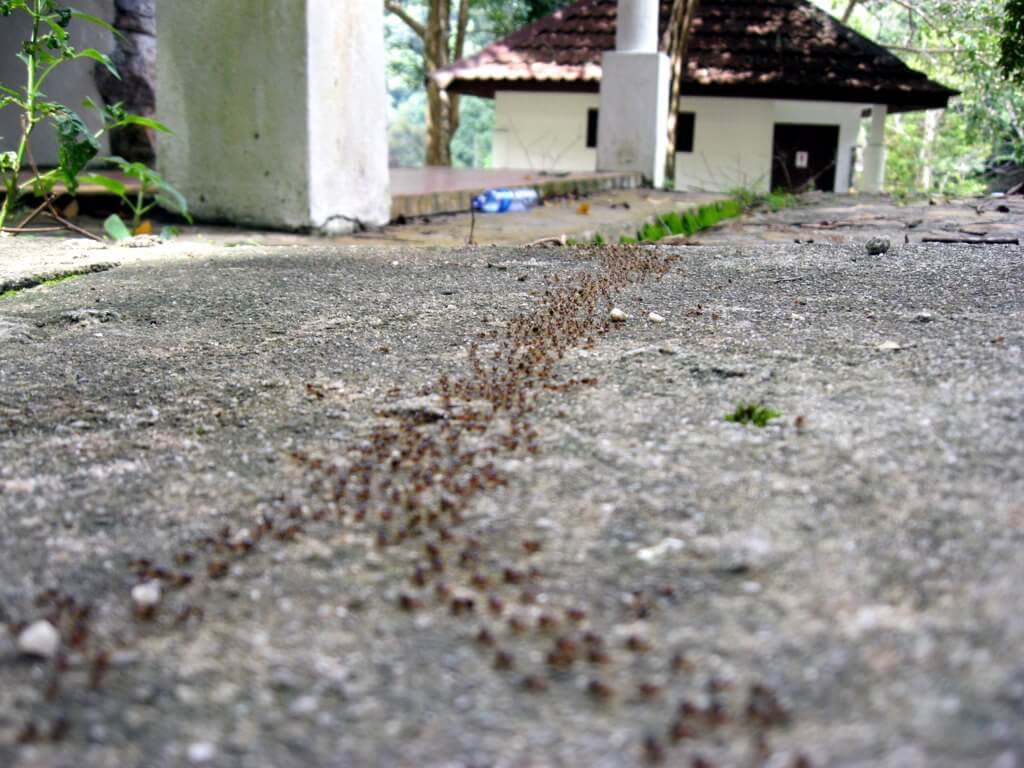 Скоро выйдут муравьи на дорогах. Дорожка муравьев. Муравьиная тропа. Муравьиные дороги. Тропа муравьёв.